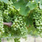 オレゴン産シャルドネ、ついに脚光を浴びる