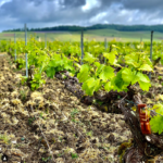 シャンパーニュに新たな緑の葉