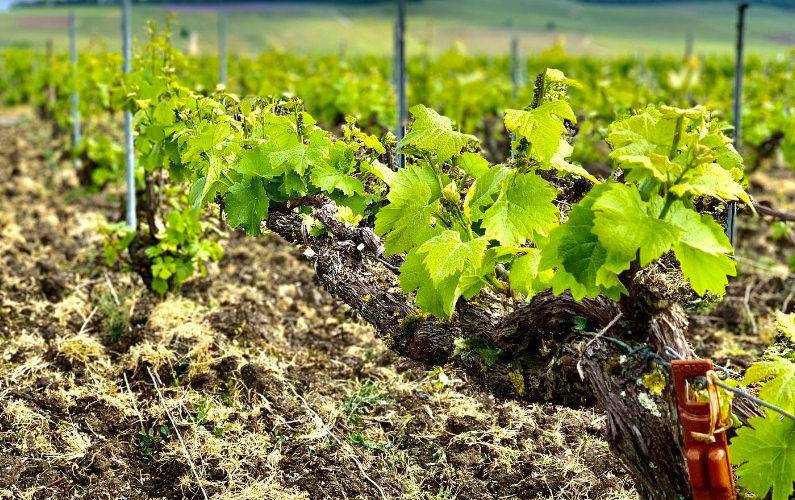 シャンパーニュに新たな緑の葉